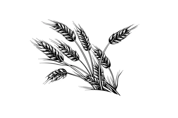 小麦パン耳シリアルクロップスケッチ彫刻スタイルベクターイラスト — ストックベクタ