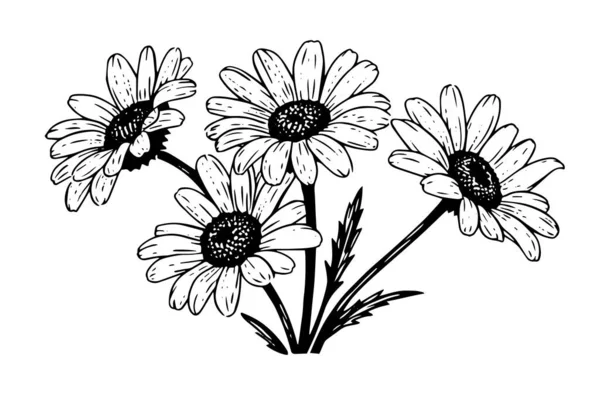 Croquis Encre Camomille Dessiné Main Illustration Vectorielle Gravure Fleur Marguerite — Image vectorielle