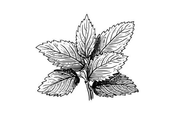 Ескіз Яти Перцю Монетне Листя Гілки Квіти Стиль Гравіювання Векторні — стоковий вектор
