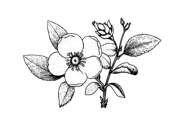 Rosa Canina Fleur Dessinée Main Croquis Encre Illustration Vectorielle Style — Image vectorielle