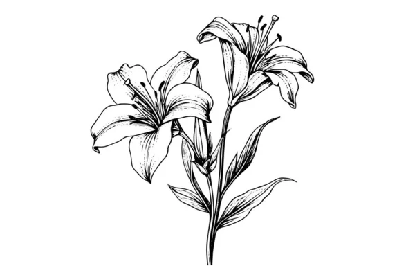 Einfarbige Schwarz Weiße Bouquet Lilie Isoliert Auf Weißem Hintergrund Handgezeichnete — Stockvektor