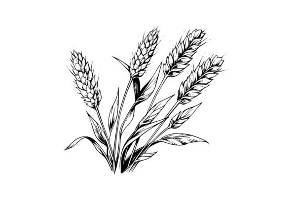 小麦面包耳朵谷类作物草图雕刻风格矢量插图 — 图库矢量图片