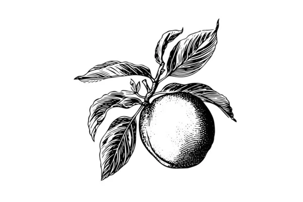 Broskev Nebo Meruňkové Ovoce Ručně Kreslený Náčrt Rytém Stylu — Stockový vektor