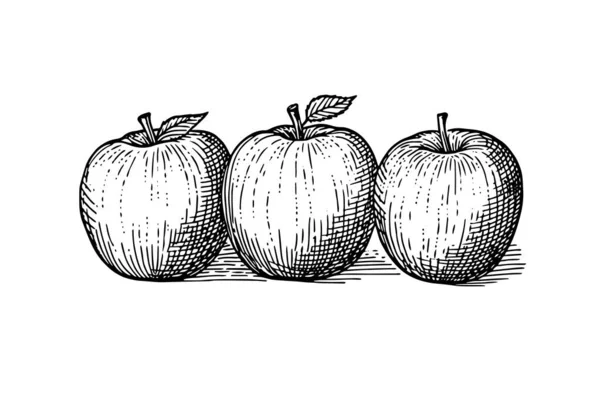 Apple Frukt Handritade Gravyr Stil Vektor Illustrationer — Stock vektor