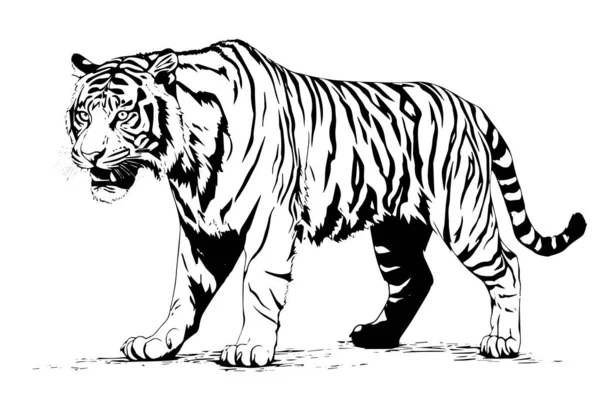 Disegnato Mano Disegno Stile Incisione Una Tigre Illustrazione Inchiostro Vettoriale — Vettoriale Stock
