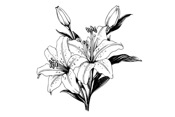 Монохромный Черно Белый Букет Лилии Изолированы Белом Фоне Ручное Рисование — стоковый вектор