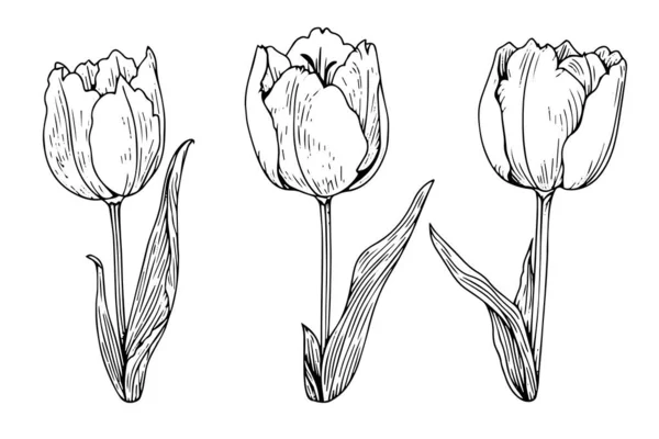 Ручное Рисование Ветвей Тюльпанов Цветок Изолирован Белом Фоне Винтажная Векторная — стоковый вектор