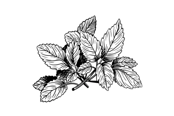 Pfefferminzskizze Minzblätter Zweige Und Blumen Stilgravur Vektor Illustration — Stockvektor