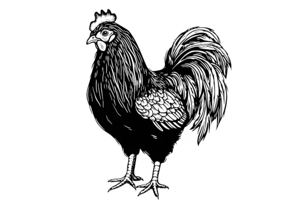 Kyckling Eller Höna Ritad Vintage Gravyr Stil Vektor Illustration — Stock vektor