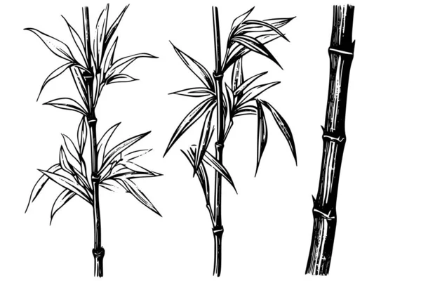 Ručně Kreslený Inkoustový Náčrt Bambusových Listů Větví Vektorová Ilustrace — Stockový vektor