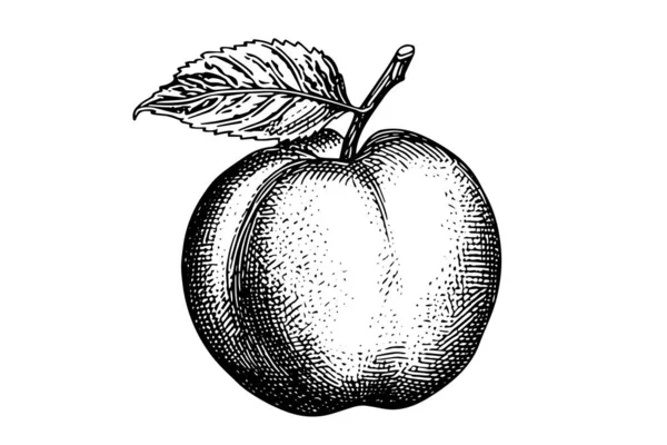Персиковий Або Абрикосовий Фруктовий Малюнок Ручної Роботи Гравірованому Стилі — стоковий вектор