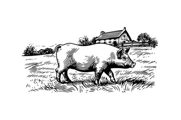 Ручная Выгравированная Векторная Картина Сельской Местности Свиньями Ест Траву Пастбище — стоковый вектор
