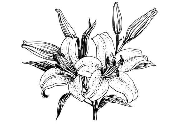 Bunga Lily Hitam Dan Putih Monokrom Terisolasi Pada Latar Belakang - Stok Vektor