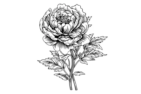 Şakayık Çiçeği Yapraklı Çizim Vektör Oymalı Mürekkep Çizimi — Stok Vektör