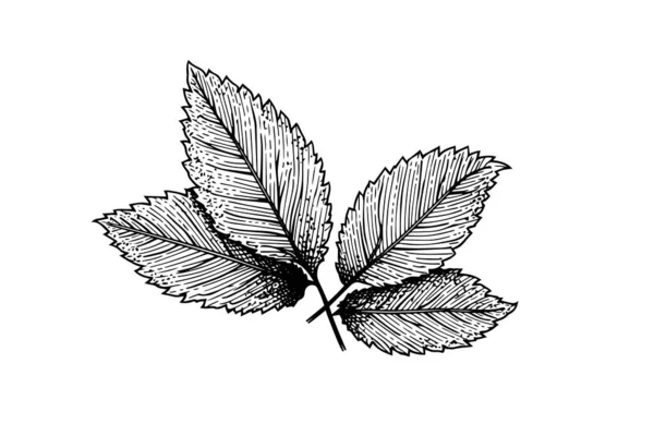 Мятный Скетч Мятный Лист Листья Ветви Цветы Гравировки Стиль Векторной — стоковый вектор