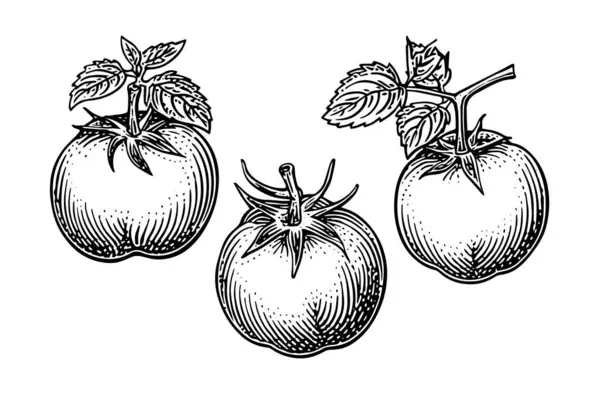 Narysowany Ręcznie Szkic Tuszu Pomidorowego Grawerowanie Vintage Styl Wektor Ilustracja — Wektor stockowy