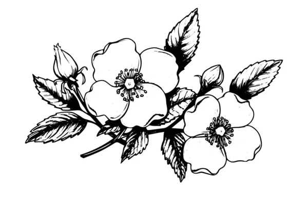 Роза Канина Цветущий Ручной Рисунок Чернил Векторная Иллюстрация Стиля Гравировки — стоковый вектор