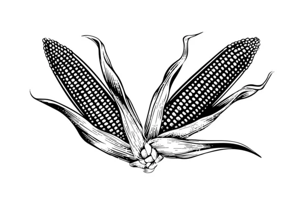 Две Векторные Иллюстрации Векторном Рисунке Кукурузы — стоковый вектор