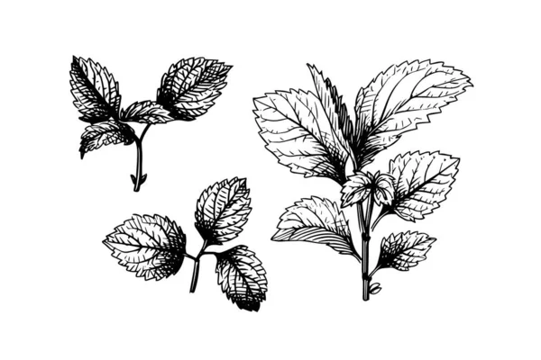 薄荷素描 薄荷叶分枝和花卉雕刻风格矢量图解 — 图库矢量图片