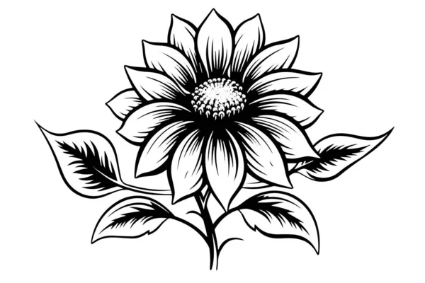 stock vector Vector engraving style drawing vector illustration of sunflower. Ink sketch