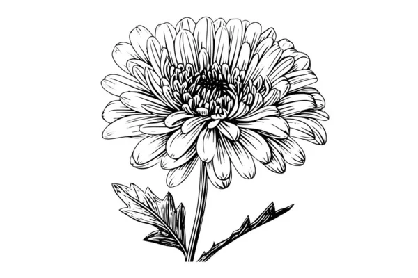 Ручной Чернильный Набросок Хризантемы Векторная Иллюстрация Винтажном Стиле Гравировки — стоковый вектор