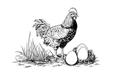 Tavuk ya da tavuk, eski oyma stil vektör illüstrasyonuyla çizilmiş yumurtadan çıkıyor.