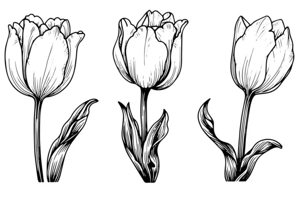 Ручное Рисование Ветвей Тюльпанов Цветок Изолирован Белом Фоне Винтажная Векторная — стоковый вектор