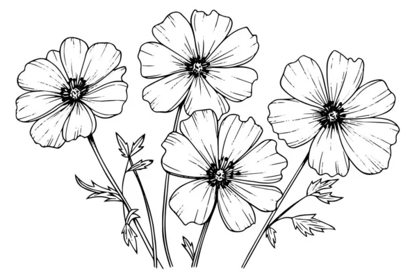 Geïsoleerde Cosmea Vector Illustratie Element Zwart Wit Gravure Stijl Inkt — Stockvector
