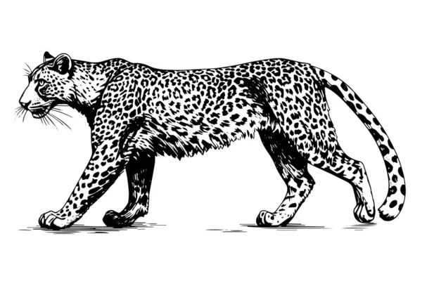 Svart Och Vitt Handritat Bläck Skiss Leopard Promenader Vektorillustration — Stock vektor