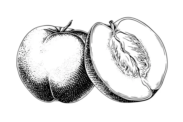 Schizzo Disegnato Mano Frutta Pesca Albicocca Stile Inciso — Vettoriale Stock