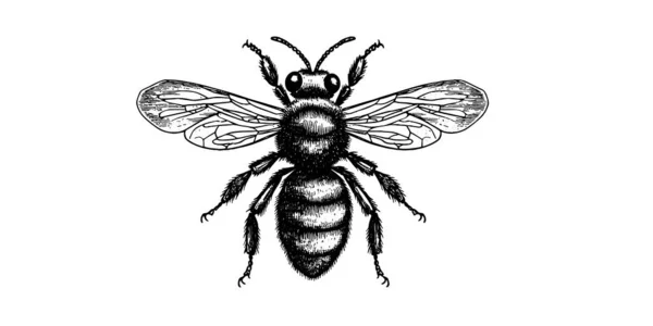 Vector Engraving Hand Drawn Illustration Honey Bee White Background — Stock Vector