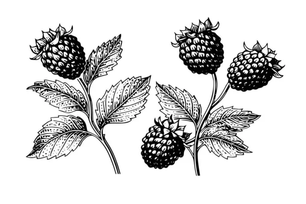 Blackberry Frambuesa Dibujado Mano Boceto Tinta Grabado Estilo Vintage Vector — Vector de stock