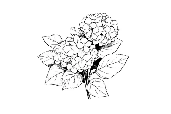Handgezeichnete Tusche Skizziert Hortensienblüten Vektorillustration Stich Stil — Stockvektor