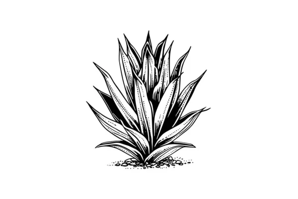 Kék Agave Tinta Vázlat Tequila Összetevő Vektor Rajz Mexikói Növény — Stock Vector