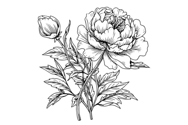 Пион Цветок Рисунок Листьев Векторная Ручная Гравировка — стоковый вектор