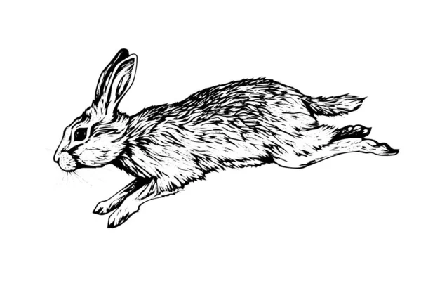 Grabado Conejo Sobre Fondo Blanco Ilustración Boceto Tinta Vectorial — Archivo Imágenes Vectoriales