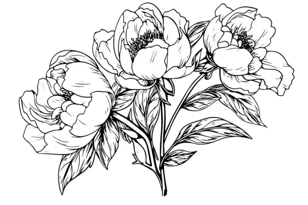 Peônia Flor Folhas Desenho Ilustração Tinta Gravada Desenhada Mão Vetorial — Vetor de Stock