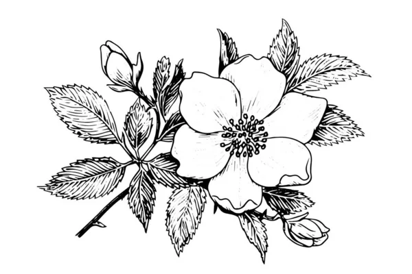 Rosa Canina Fleur Dessinée Main Croquis Encre Illustration Vectorielle Style — Image vectorielle