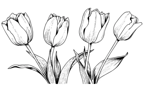 Arte Dibujado Mano Ramas Tulipanes Flor Aislada Sobre Fondo Blanco — Archivo Imágenes Vectoriales