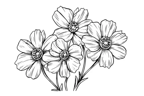 Geïsoleerde Cosmea Vector Illustratie Element Zwart Wit Gravure Stijl Inkt — Stockvector