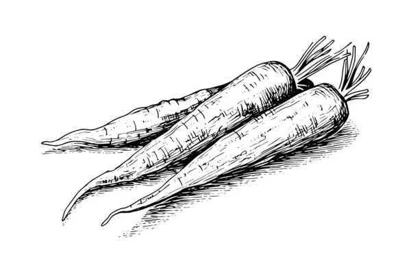 Zanahoria Con Tapas Dibujo Grabado Ilustración Vectorial Dibujado Mano — Archivo Imágenes Vectoriales