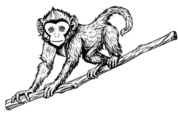 Scimmia Seduta Ramo Inchiostro Schizzo Incisione Vettoriale Illustrazione — Vettoriale Stock