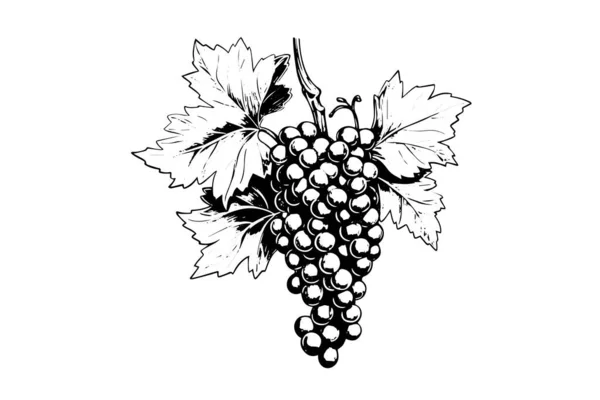 Ручной Чернильный Набросок Винограда Ветке Векторная Иллюстрация Стиля Гравировки — стоковый вектор