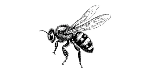 Grawerowanie Wektorowe Ręcznie Rysowane Ilustracja Pszczoły Miodnej Białym Tle — Wektor stockowy