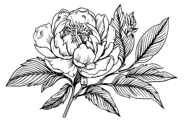 Bunga Peony Dan Daun Menggambar Vektor Tangan Digambar Terukir Tinta - Stok Vektor