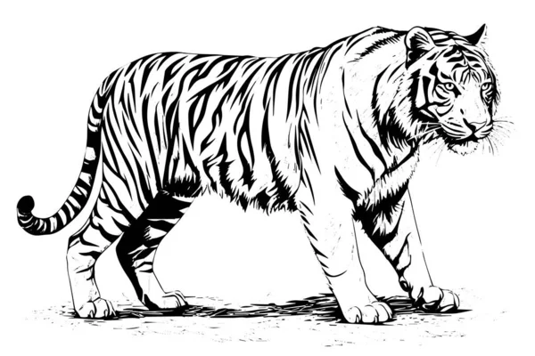 Disegnato Mano Disegno Stile Incisione Una Tigre Illustrazione Inchiostro Vettoriale — Vettoriale Stock