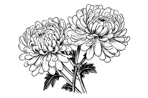Croquis Encre Dessinée Main Chrysanthème Illustration Vectorielle Gravure Style Vintage — Image vectorielle