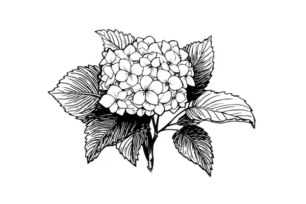 Dibujo Tinta Dibujado Mano Hortensias Flores Ilustración Vectorial Estilo Grabado — Archivo Imágenes Vectoriales