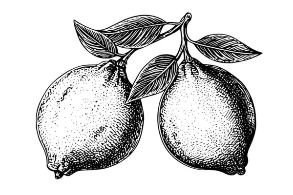 Handgezeichnete Tuschskizze Vektorillustration Von Zitrone Zitrusfrüchte Gravurstil Vektor Illustration — Stockvektor