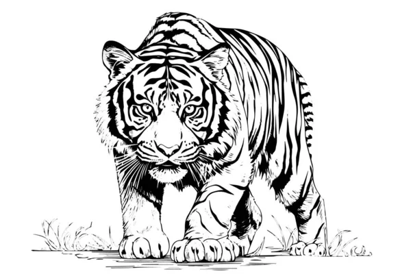 Ręcznie Rysowany Szkic Stylu Grawerowania Tygrysa Wektor Atramentu Ilustracja — Wektor stockowy